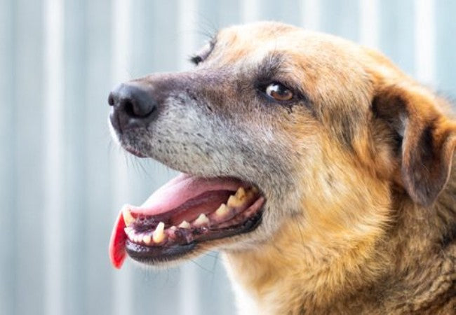 Noisy Breathing in Dogs – Vet Guide 2025 🐶👃🩺