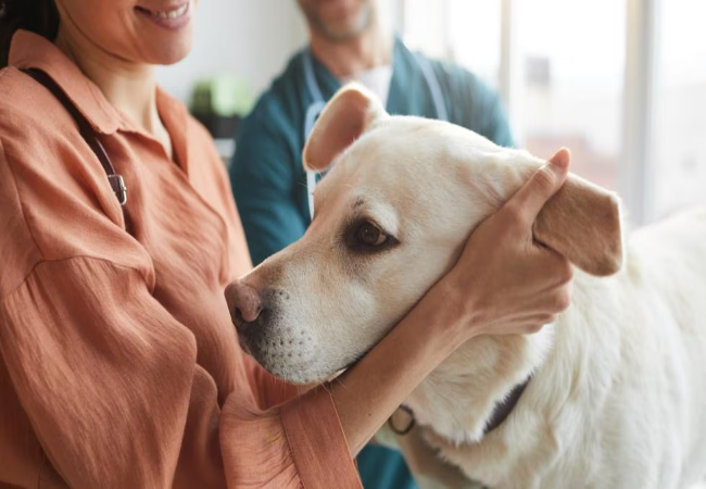 Non-Ulcerative Nasal Adenocarcinoma in Dogs – Vet Guide 2025 🐶👃🩺