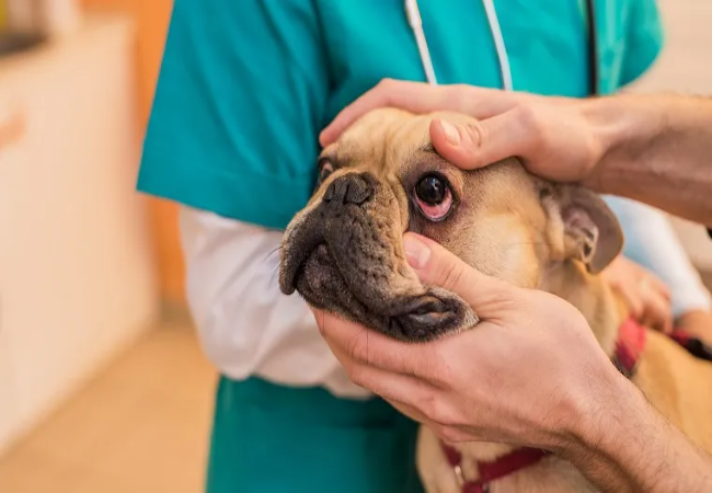 Non‑Ulcerative Keratitis in Dogs – Vet Guide 2025 🐶👁️🩺