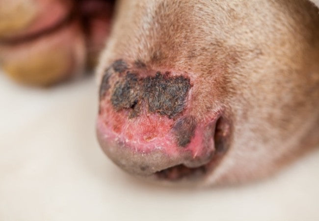 Non‑Ulcerative Squamous Cell Carcinoma of the Nasal Planum in Dogs – Vet Guide 2025 🐶👃🩺
