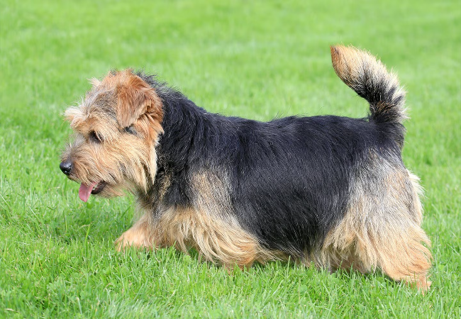 Norfolk Terrier Guide 2025: Spirited & Fearless Little Companion 🐶✨