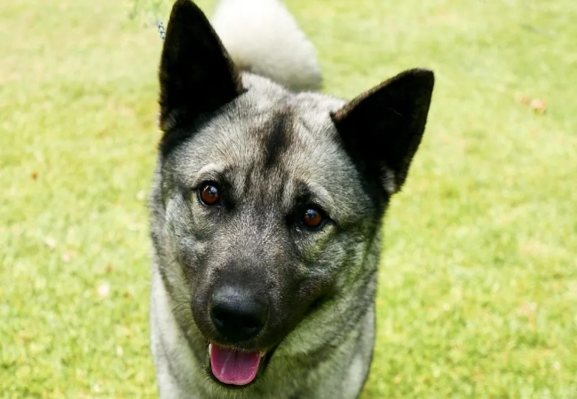 Norwegian Elkhound Guide 2025: Loyal Viking Hunter Care 🐶✨