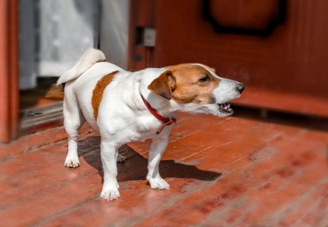Norwegian Lundehund Guide 2025: Unique Puffin Dog Care 🐶✨