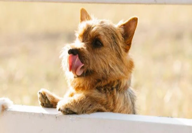 Norwich Terrier Guide 2025: Fearless Little Ratter Care 🐶✨