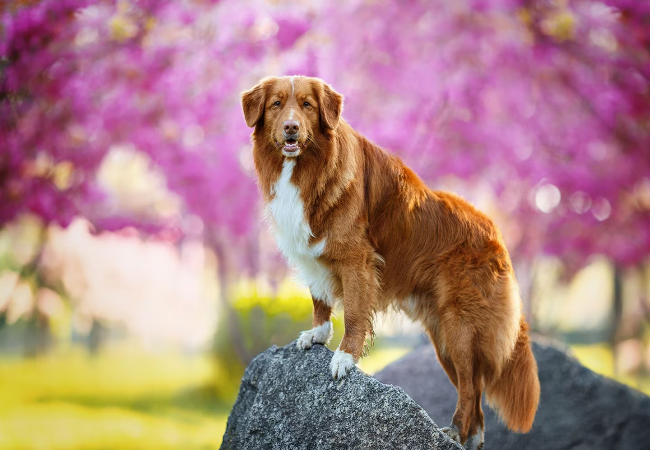 Nova Scotia Duck Tolling Retriever 2025: Energetic Red Hunter 🐶