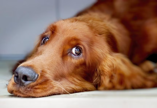 Nystagmus in Dogs – Vet Guide 2025 🐶👁️🩺