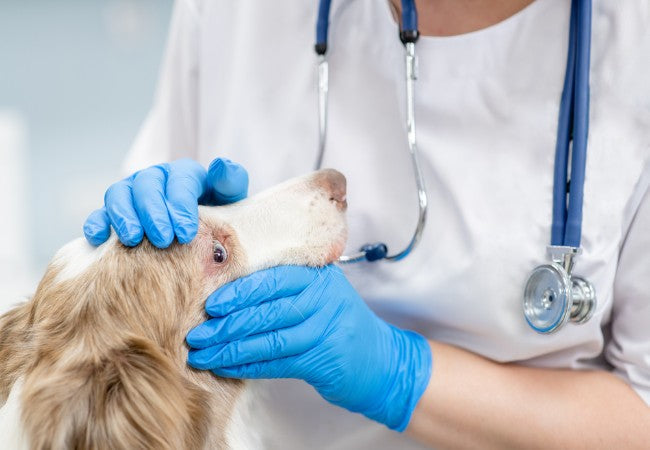 Optic Neuritis in Dogs – Vet Guide 2025 🐶👁️🩺