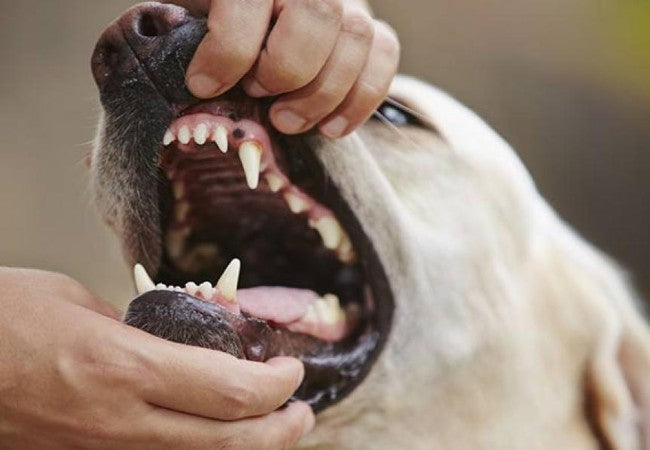 Oral Masses & Tumors in Dogs – Vet Guide 2025 🐶🦷🩺