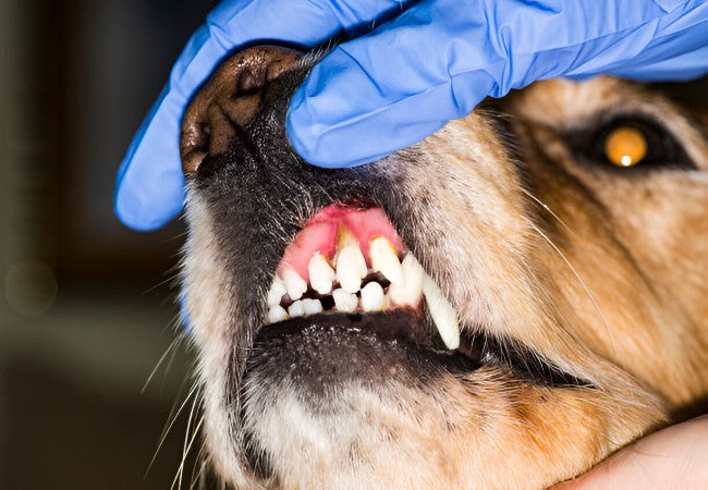 Oral Melanocytic Tumors in Dogs – Vet Led Guide 2025 🐶🖤