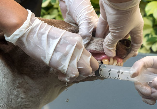 Oral Ulceration & CUPS in Dogs – Vet Led Guide 2025 🐶🔥