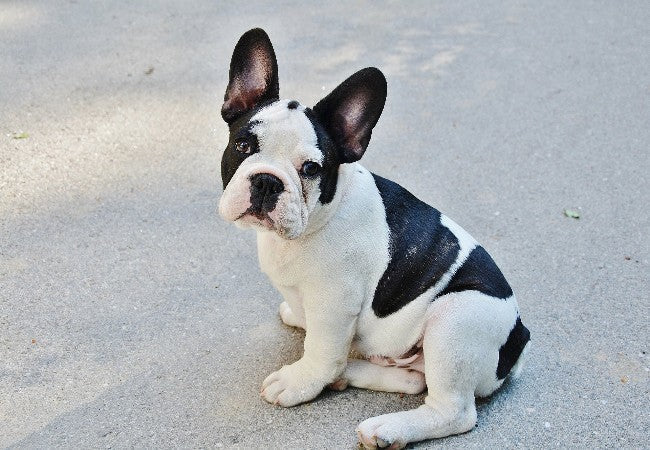 Osteochondrodysplasia in Dogs: Vet-Approved Causes, Symptoms & Treatments (2025 Guide) 🩺🐶🧠
