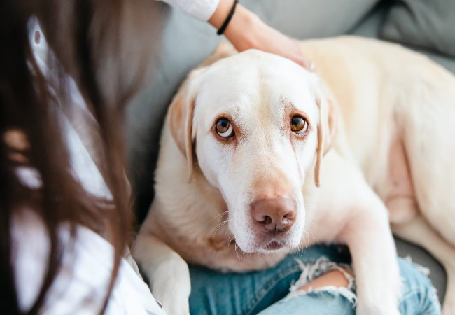 Pain in Silence: How to Tell If Your Pet Is Hurting (Even If They Act Fine)🐶✨