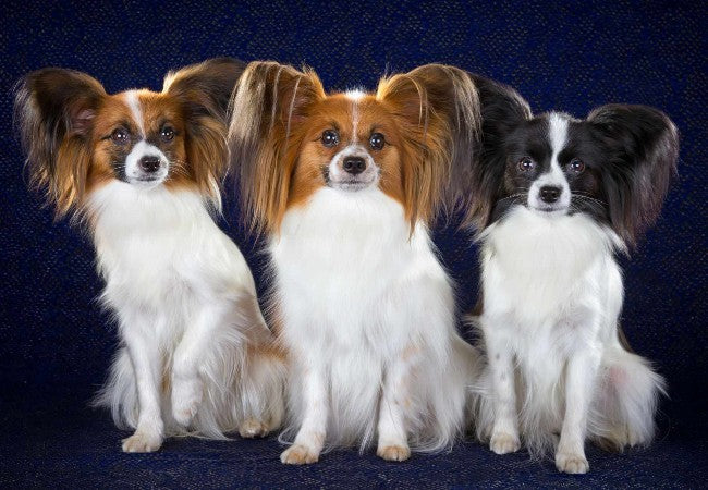 Papillon Guide 2025: Vet Approved Elegant Butterfly Dog ✅🦋