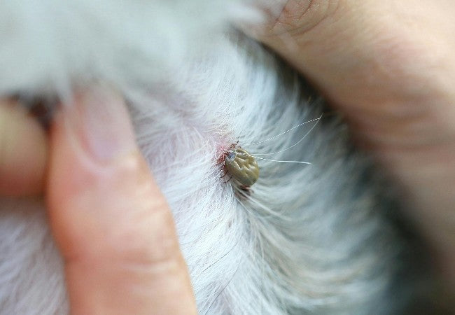 Paralysis Ticks on Dogs: What to Know & Prevent – 2025 Vet Guide 🕷️🐶