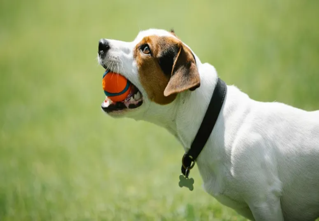 Parson Jack Russell Terrier Guide 2025: Vet Approved Care & Training ✅🐾