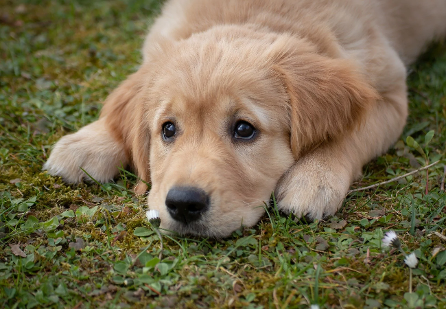 Parvovirus in Dogs