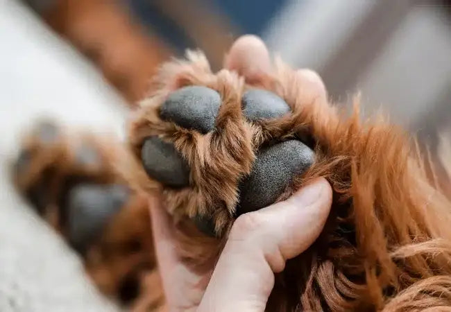 Dog Paw Pad Burns: 2025 Vet-Approved Prevention & Treatment Guide 🐕🔥