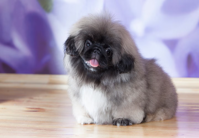 Pekingese Guide 2025: Vet Approved Regal Lion-Dog Care ✅🦁