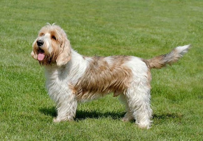 Petit Basset Griffon Vendéen Guide 2025: Grooming & Care 🐶