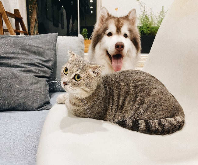 Pets & Newborns: 7 Myths Debunked by a Vet in 2025 🍼🐶