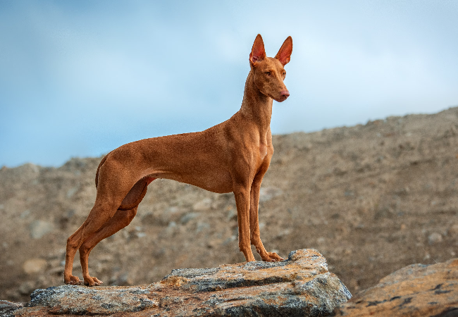 Pharaoh Hound Guide 2025: Ancient Nobility & Modern Vitality 🐕🦺