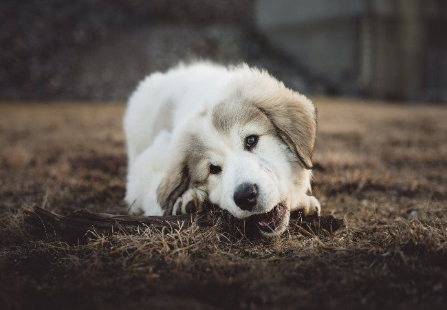 Pica in Dogs 2025: Vet Backed Guide to Causes, Risks & Treatment 🐾