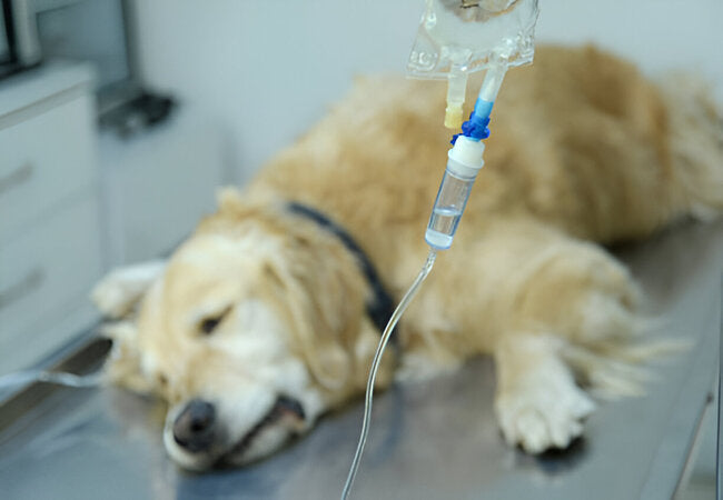 Pleural Effusion in Dogs Signs, Causes & Treatment Guide (2025) 🐶💧  Dr Duncan Houston BVSc