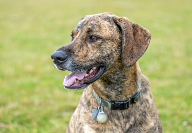 Plott Hound Guide 2025: Vet Approved History & Care ✅🐾