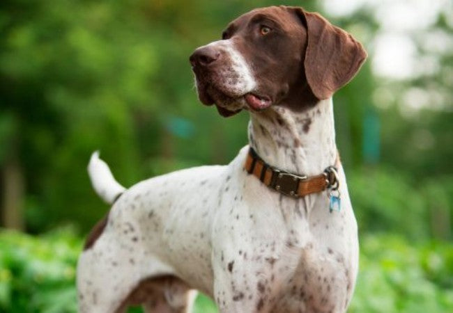 Pointer Guide 2025: Vet Approved History & Care ✅🐾