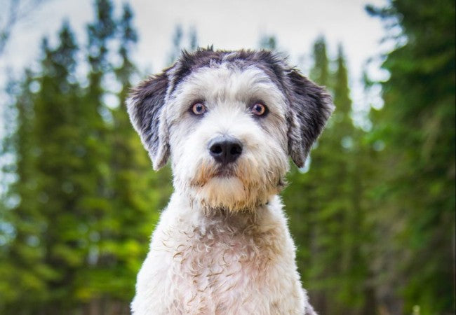 Polish Lowland Sheepdog Guide 2025: Vet Approved History & Care ✅🐾