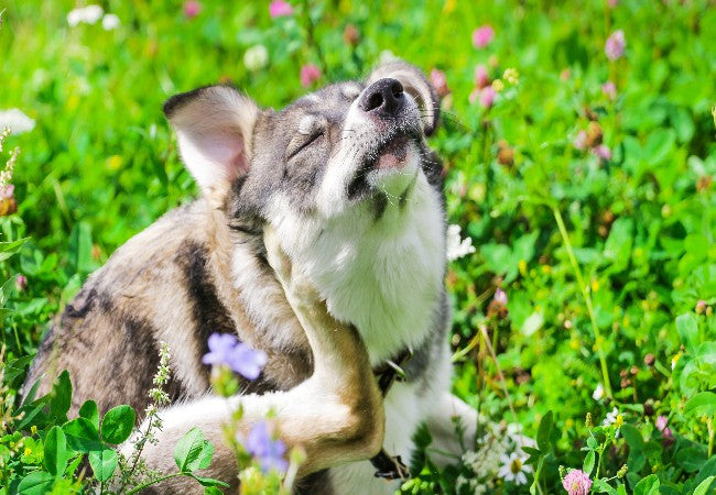 Pollen Allergies in Dogs – 2025 Vet Approved Signs, Relief & Prevention Guide 🌿🐶