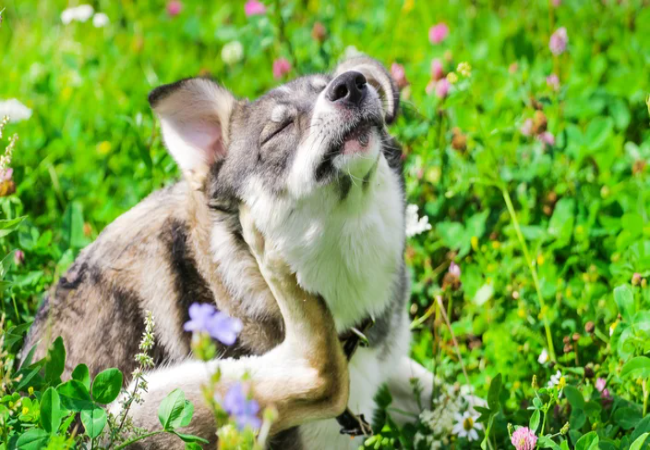 Pollen Allergies in Dogs 2025: Vet Approved Symptoms & Treatment 🌼🐶