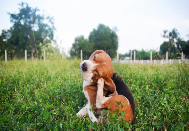 Pollen (Environmental) Allergies in Dogs in 2025: Vet‑Reviewed Guide 🌼🐶