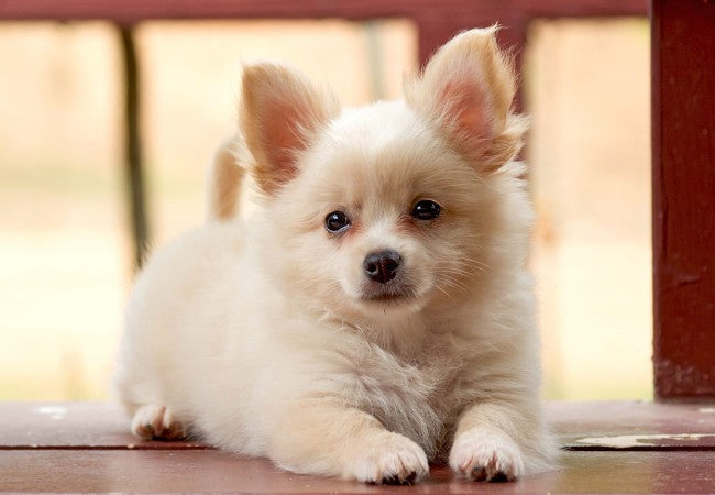 Pomchi Guide 2025: Vet Approved Temperament & Care ✅🐕