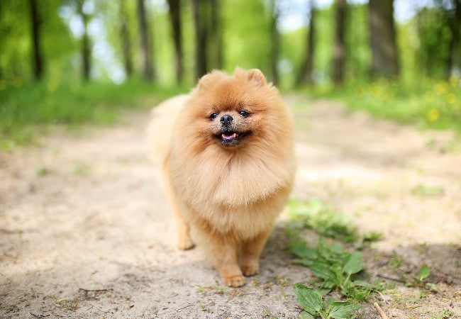 Pomeranian Guide 2025: Vet Approved History & Care ✅🐾