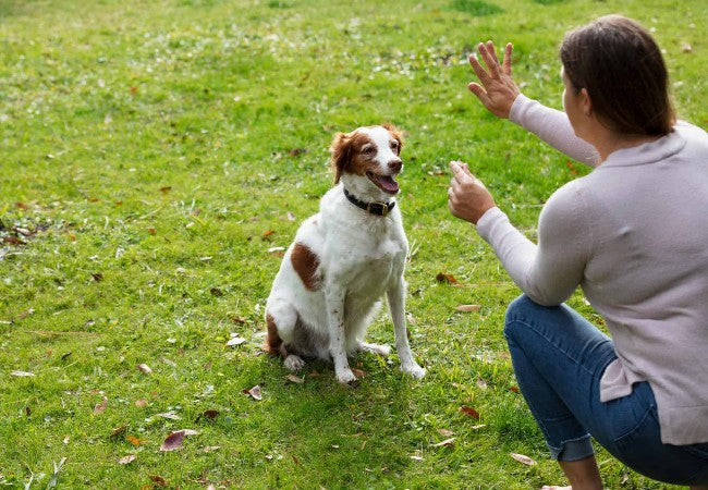 Positive Dog Training 2025: Vet-Reviewed Guide to Kind Teaching 🐶🎖️