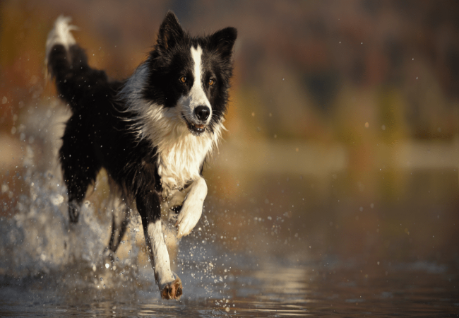 Post Workout Cool Down for Your Dog: A Vet Approved Guide for 2025 🐶