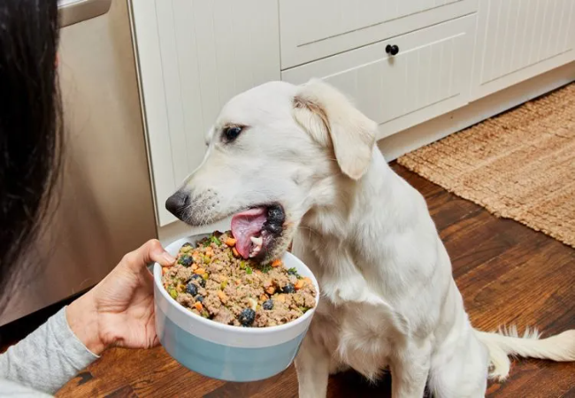 How to Prepare and Store Homemade Dog Food Safely