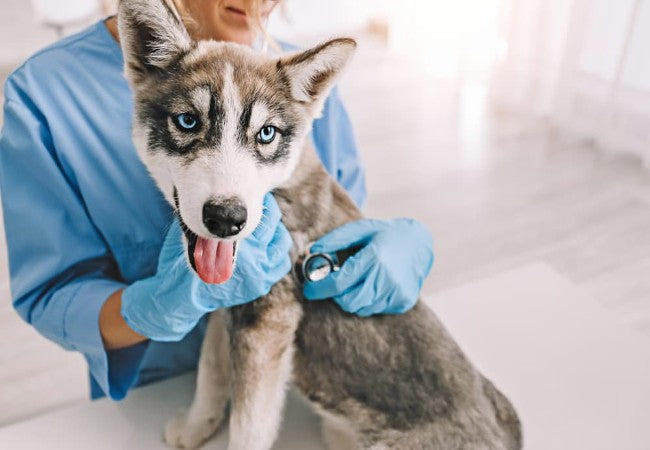 Prepare for Your Puppy's First Vet Exam 2025: Expert Tips 🐾