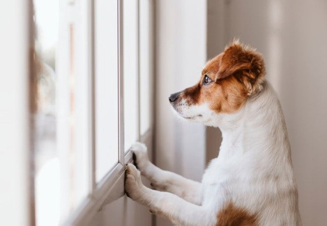 How to Prevent Separation Anxiety in Puppies