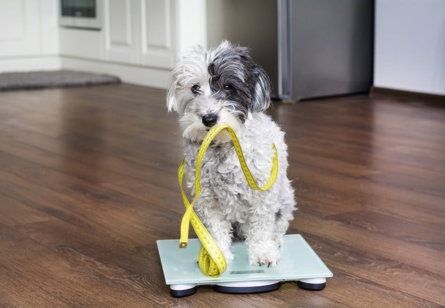 Keep Your Dog Fit in Winter 2025: Vet's Weight Control Secrets 🏃❄️