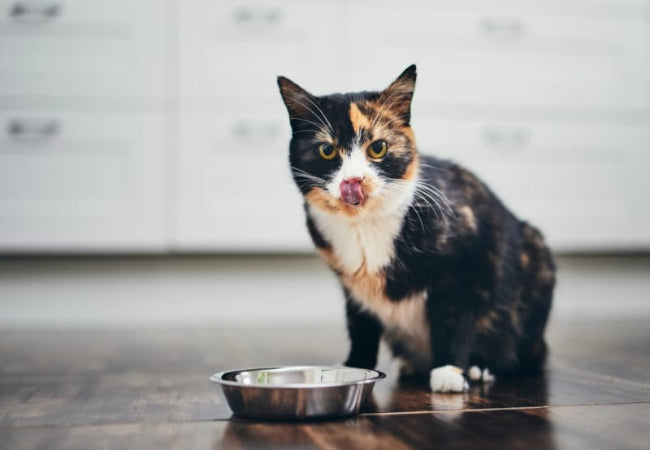 Probiotics for Cats