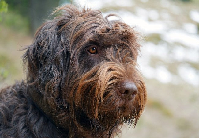 Pudelpointer Guide 2025: Vet Approved History, Care & Temperament ✅🐾