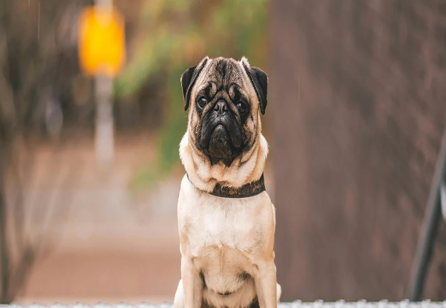 Pug Dog Guide 2025 – Vet Approved Look at History, Temperament, Care, Training & Health ✅🐾❤️
