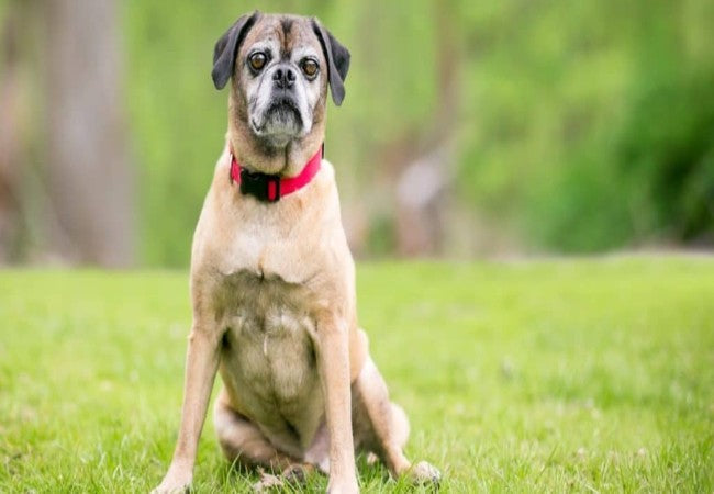 Puggle Dog Guide 2025: Vet Approved Family, Behavior & Fame ✅🐶