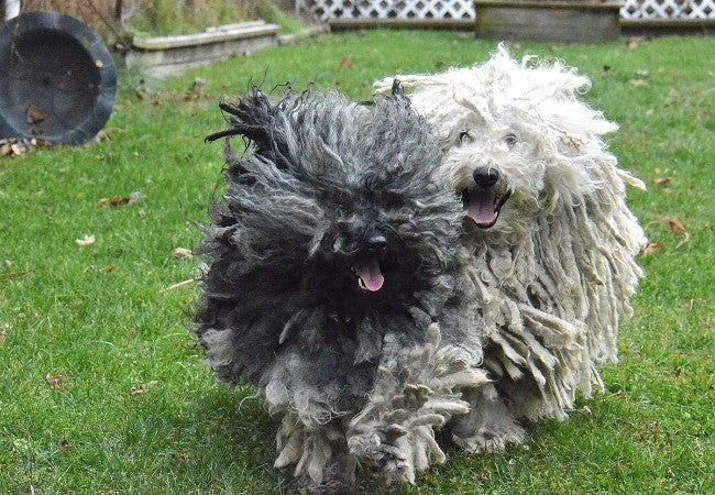 Puli Dog Guide 2025: Vet Approved Energetic Corded Sheepdog ✅🐾