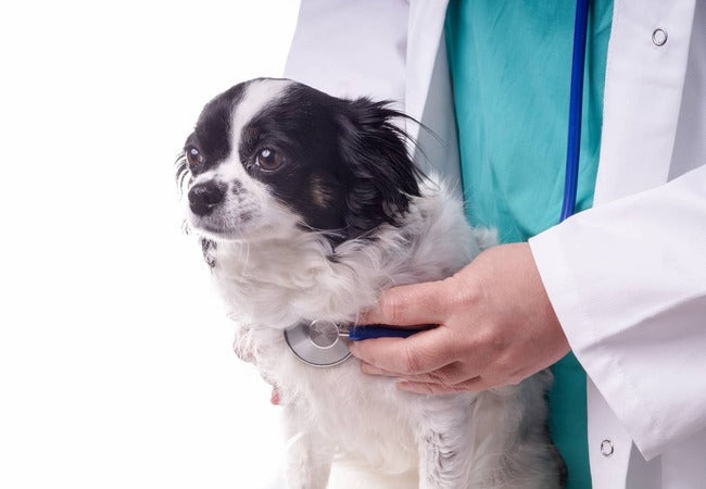 Pulmonary Mineralization in Dogs Causes, Symptoms & Treatments (2025 Guide) 🩺