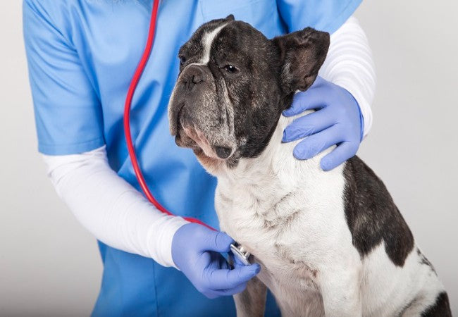 Pulmonic Stenosis in Dogs 2025 – Vet Backed Symptoms, Diagnosis & Treatment 🐶
