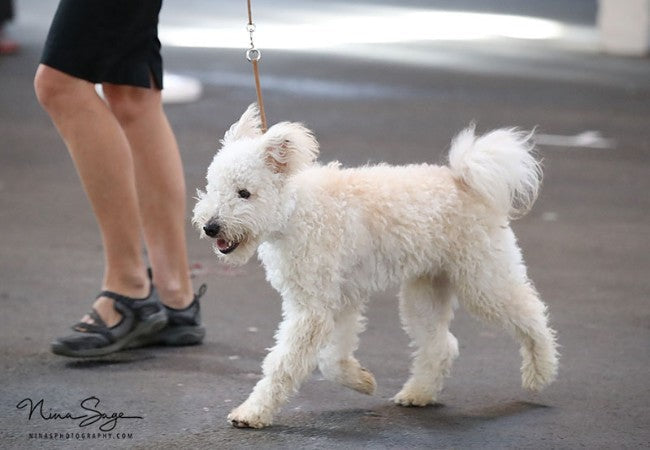 Pumi Dog Guide 2025: Vet Approved Energetic Hungarian Herding Clown ✅🐾