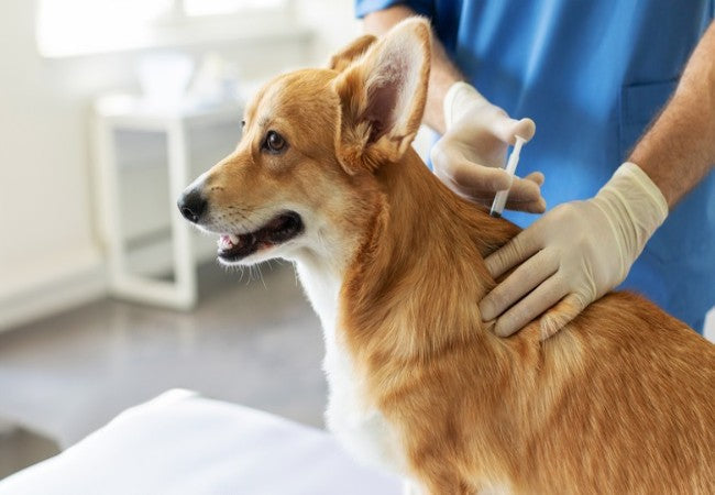 Puppy Care (6–12 Months): Expert Vet Tips for Heart, Behavior & Growth (2025) 🐶